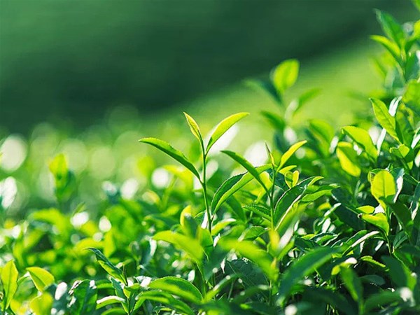 茶叶怎么样存放处存放保质效果好